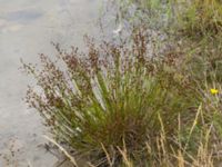 Juncus articulatus Ikeadammen, Malmö, Skåne, Sweden 20120810 080