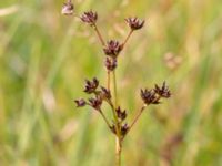 Juncus articulatus Zackows mosse, Nyhamnsläge, Höganäs, Skåne, Sweden 20190807_0155