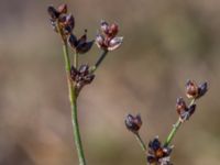 Juncus articulatus ssp. articulatus Eskiltorps ängar, Vellinge, Skåne, Sweden 20150803_0061