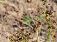 Juncus articulatus var. articulatus Björkadammen, Malmö, Skåne, Sweden 20150801_0112