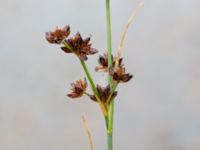 Juncus articulatus var. articulatus Dagshög, Torekov, Båstad, Skåne, Sweden 20180718_0050