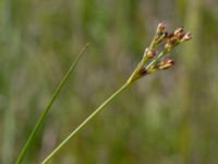 Juncus articulatus var. articulatus Fuktängen, Klagshamns udde, Malmö, Skåne, Sweden 20150702_0058