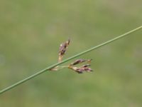 Juncus balticus Yngsjö, Kristianstad, Skåne, Sweden 20170610_0039