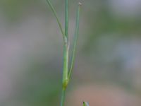 Juncus bufonius Barkvägen, Höör, Skåne, Sweden 20211103_0073