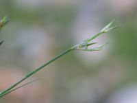 Juncus bufonius Barkvägen, Höör, Skåne, Sweden 20211103_0077