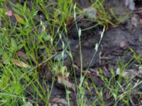 Juncus bufonius Ensligheten, Ystad, Skåne, Sweden 20170620_0116