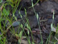 Juncus bufonius Ensligheten, Ystad, Skåne, Sweden 20170620_0117