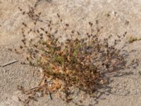 Juncus bufonius Falkenbergs kommuns plantskola, Falkenberg, Halland, Sweden 20190805_0091