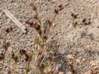 Juncus bufonius Falkenbergs kommuns plantskola, Falkenberg, Halland, Sweden 20190805_0093