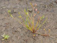 Juncus bufonius Hillarp, Munka-Ljungby, Ängelholm, Skåne, Sweden 20170709_0066