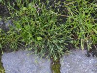 Juncus bufonius Inre hamnen, Malmö, Skåne, Sweden 20170715_0057