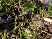 Juncus bufonius Kälkestad, Oppmannasjön, Kristianstad, Skåne, Sweden 20160827_0116