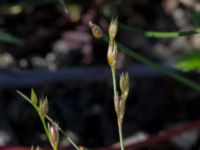 Juncus bufonius Kälkestad, Oppmannasjön, Kristianstad, Skåne, Sweden 20160827_0117