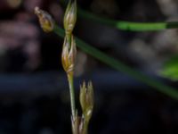 Juncus bufonius Oppmannasjön, Kristianstad, Skåne, Sweden 20160827B_0117