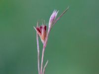 Juncus bufonius bron, Toarp, Svedala, Skåne, Sweden 20230628_0166