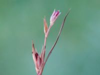 Juncus bufonius bron, Toarp, Svedala, Skåne, Sweden 20230628_0169