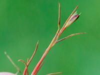 Juncus bufonius bron, Toarp, Svedala, Skåne, Sweden 20230628_0170