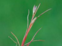 Juncus bufonius bron, Toarp, Svedala, Skåne, Sweden 20230628_0172