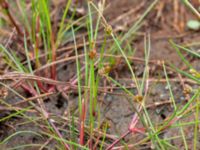 Juncus bulbosus Dagshög, Torekov, Båstad, Skåne, Sweden 20180718_0096