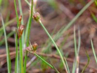 Juncus bulbosus Dagshög, Torekov, Båstad, Skåne, Sweden 20180718_0097