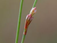 Juncus bulbosus Dagshög, Torekov, Båstad, Skåne, Sweden 20180718_0100