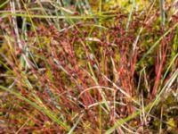 Juncus bulbosus Sönnerbergen, Onsala, Kungsbacka, Halland, Sweden 20150721_0044