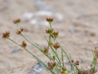 Juncus bulbosus ssp. bulbosus Lärkesholmssjön, Örkelljunga, Skåne, Sweden 20180711_0146