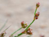 Juncus bulbosus ssp. bulbosus Lärkesholmssjön, Örkelljunga, Skåne, Sweden 20180711_0147