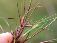 Juncus bulbosusarius Dagshög, Torekov, Båstad, Skåne, Sweden 20180718_0099