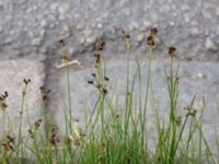 Juncus compressus Jespersgatan, Malmö, Skåne, Sweden 20220727_0048