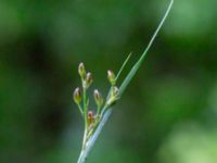 Juncus compressus Södra dungen, Toarp, Svedala, Skåne, Sweden 20240622_0044