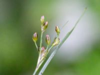 Juncus compressus Södra dungen, Toarp, Svedala, Skåne, Sweden 20240622_0050