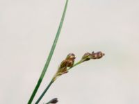 Juncus compressus bron, Toarp, Svedala, Skåne, Sweden 20230628_0153