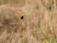 Juncus conglomeratus Högebjär, Dalby, Lund, Skåne, Sweden 20150906_0026