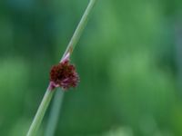 Juncus conglomeratus Klosterängshöjden, Lund, Skåne, Sweden 20150612_0156