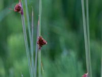 Juncus conglomeratus Klosterängshöjden, Lund, Skåne, Sweden 20150612_0157