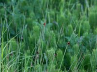 Juncus conglomeratus Klosterängshöjden, Lund, Skåne, Sweden 20150612_0158