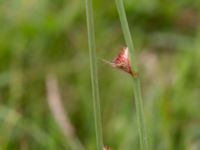 Juncus conglomeratus Kungsmarken, Lund, Skåne, Sweden 20160528_0028