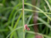 Juncus conglomeratus Kungsmarken, Lund, Skåne, Sweden 20170624_0053