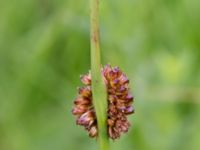 Juncus conglomeratus Kungsmarken, Lund, Skåne, Sweden 20170624_0055