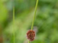 Juncus conglomeratus Skanörs ljung, Falsterbonäset, Vellinge, Skåne, Sweden 20150628_0075