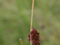 Juncus conglomeratus Toarp, Malmö, Skåne, Sweden 20170625_0120