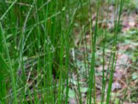 Juncus effusus Hjularöd, Eslöv, Skåne, Sweden 20170617_0028