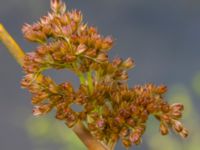 Juncus effusus Kungsmarken, Lund, Skåne, Sweden 20170717_0071