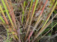 Juncus effusus Kungsmarken, Lund, Skåne, Sweden 20170717_0074