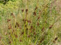 Juncus effusus Lindängelunds rekreationsområde, Malmö, Skåne, Sweden 20150829_0113