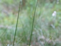 Juncus effusus Pydden, Holmeja, Svedala, Skåne, Sweden 20160617_0099