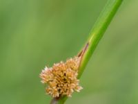 Juncus effusus Skanörs ljung, Falsterbonäset, Vellinge, Skåne, Sweden 20150628_0077