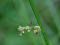 Juncus effusus Skogmöllan, 400 m NNO, Veberöd, Lund, Skåne, Sweden 20220717_0033