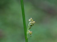 Juncus effusus Skogmöllan, 400 m NNO, Veberöd, Lund, Skåne, Sweden 20220717_0034